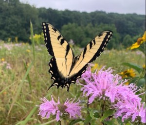Butterfly & Wildflowers